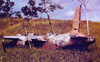 Click For Enlargement
