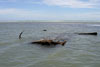 PacificWrecks.com