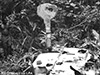 Click For Enlargement