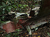 Click For Enlargement