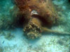 Click For Enlargement
