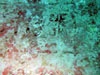 Click For Enlargement
