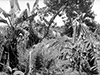 Click For Enlargement