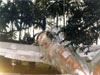 Click For Enlargement