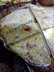 PacificWrecks.com