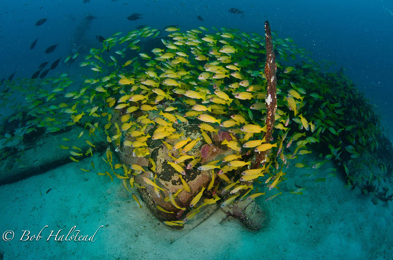PacificWrecks.com