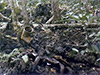 Click For Enlargement