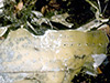 Click For Enlargement