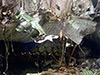 Click For Enlargement