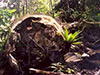Click For Enlargement