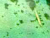 Click For Enlargement