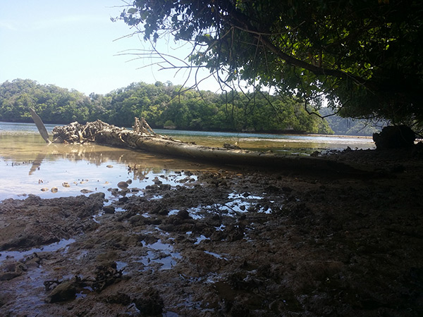 PacificWrecks.com