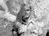Click For Enlargement