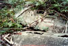 Click For Enlargement