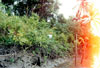 Click For Enlargement
