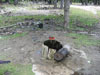 Click For Enlargement