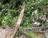 Click For Enlargement