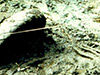 Click For Enlargement