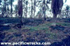 Click For Enlargement