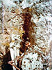 Click For Enlargement