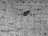 Click For Enlargement