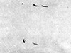 Click For Enlargement