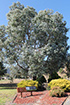 Click For Enlargement
