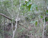 Click For Enlargement