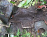 Click For Enlargement