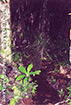 Click For Enlargement