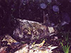 Click For Enlargement