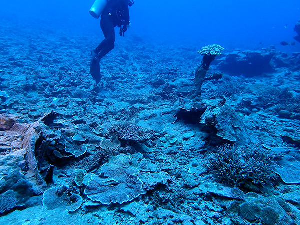 PacificWrecks.com