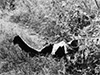 Click For Enlargement