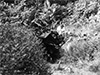 Click For Enlargement