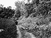 Click For Enlargement