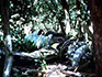 Click For Enlargement