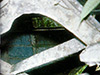Click For Enlargement