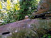 Click For Enlargement