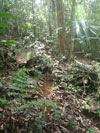 Click For Enlargement