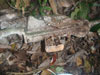 Click For Enlargement