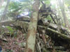 Click For Enlargement