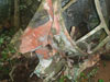 Click For Enlargement