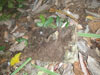 Click For Enlargement