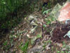 Click For Enlargement