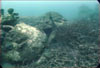Click For Enlargement