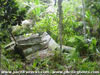 Click For Enlargement