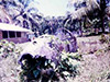 Click For Enlargement