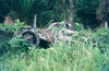 Click For Enlargement