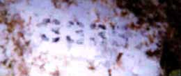 Click For Enlargement