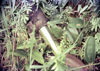 Click For Enlargement